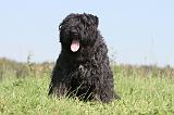 BOUVIER DES FLANDRES 107